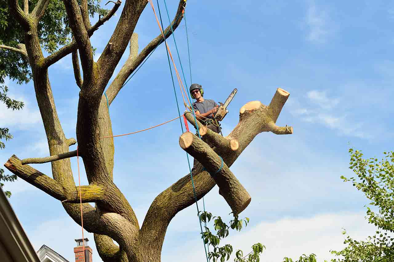 how to straighten a tree branch