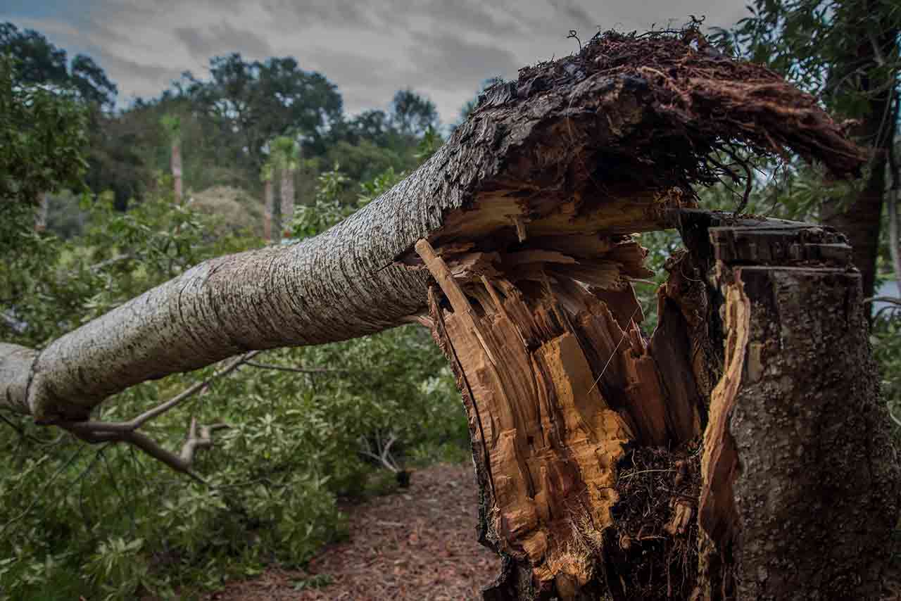 How to fix a storm damaged tree Ali Wales Tree Solutions