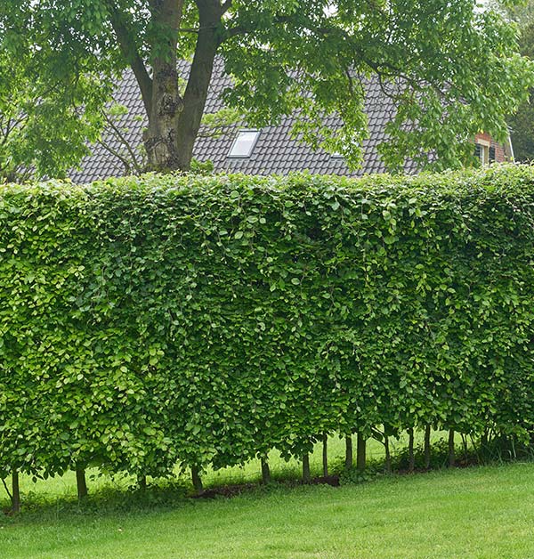 Beech Hedge