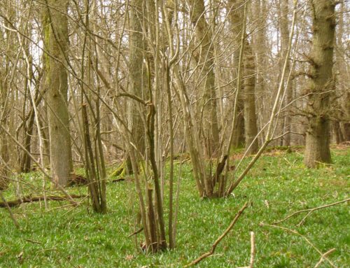 What are the benefits of coppicing?