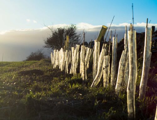 What is the best month to plant a tree?