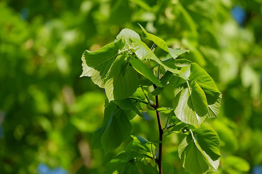 Common Lime Tree Species