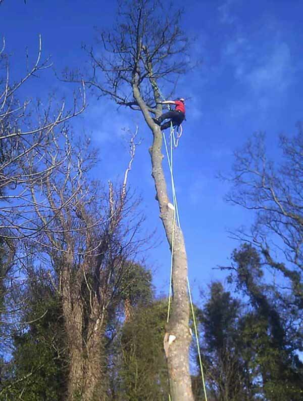 Tree Surgeon in Musselburgh