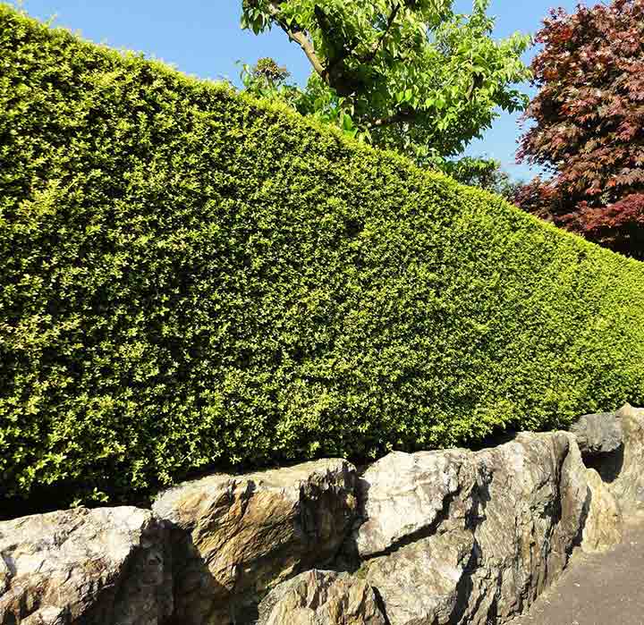 Hedge Cutting in Edinburgh