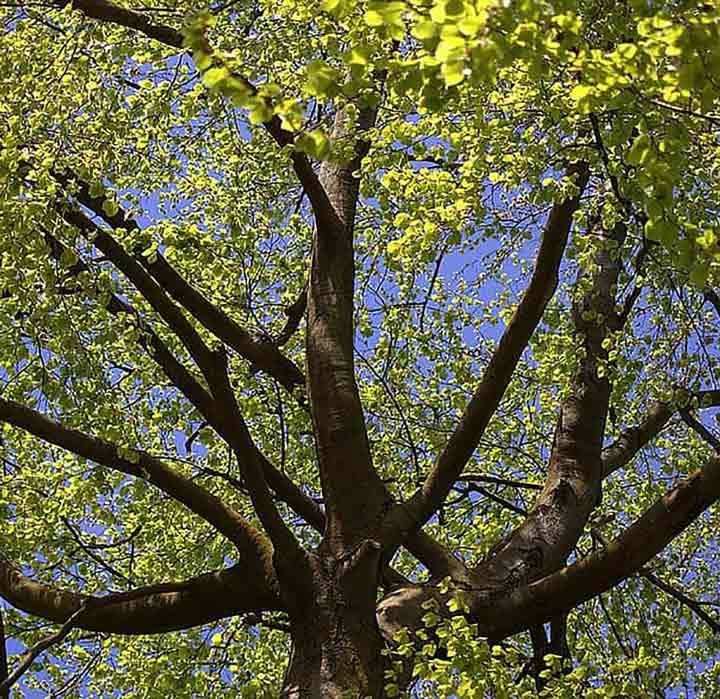 Tree Solutions in Haddington